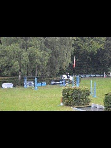 Anden særlig race William/Willy billede 16