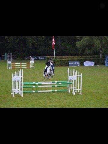 Anden særlig race William/Willy billede 15