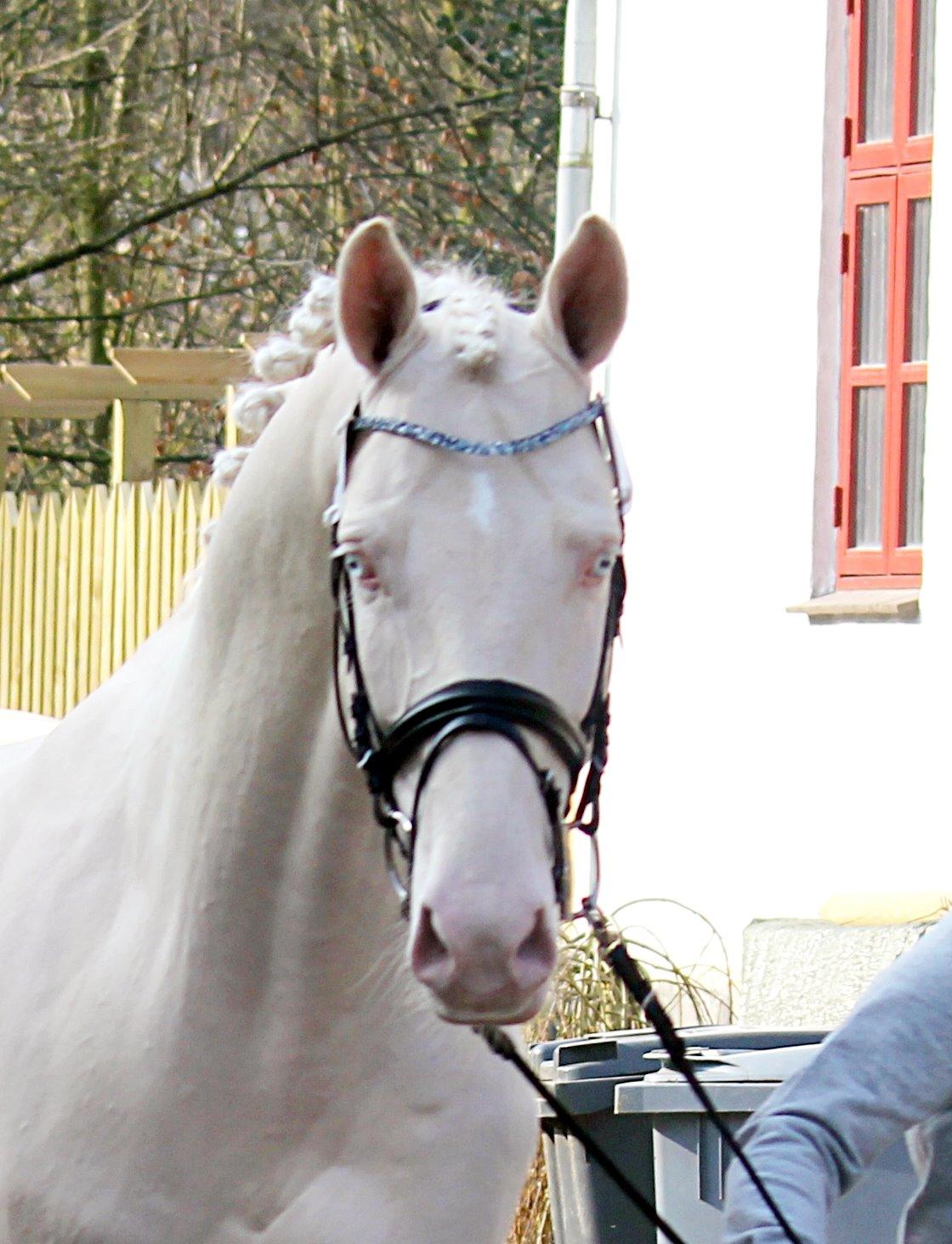 Palomino Stensgaardens cavanoux (EU Hingst) billede 34