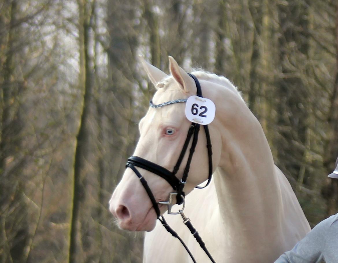 Palomino Stensgaardens cavanoux (EU Hingst) billede 38