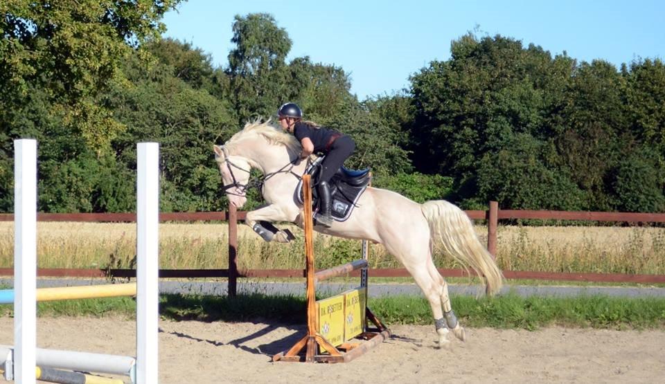 Palomino Stensgaardens cavanoux (EU Hingst) billede 26