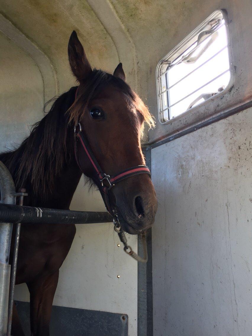 Anden særlig race Tessa billede 14