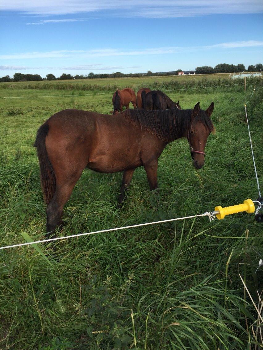 Anden særlig race Tessa billede 15