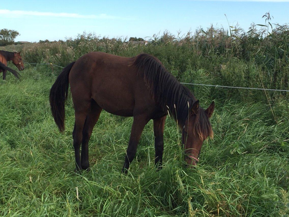 Anden særlig race Tessa billede 16