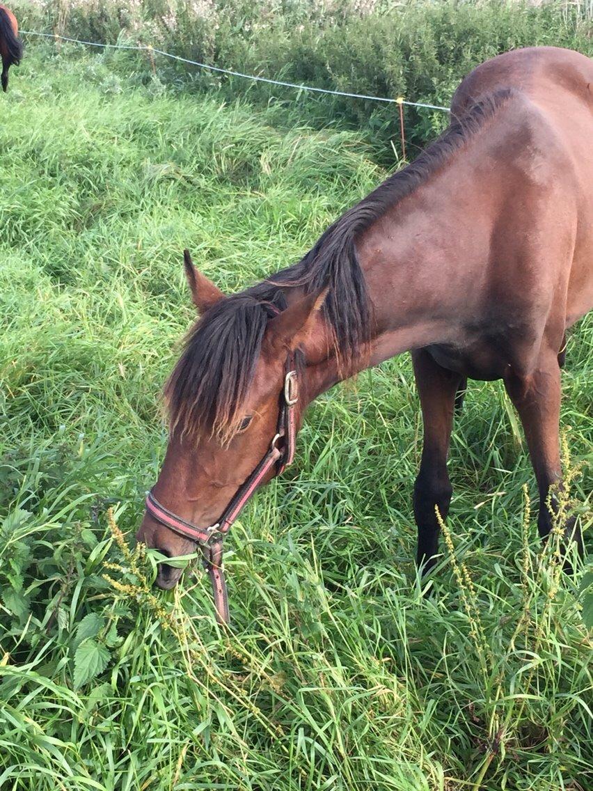 Anden særlig race Tessa billede 17