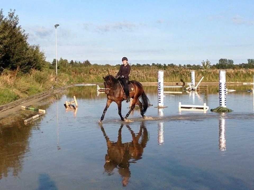 Trakehner Kattavango billede 13