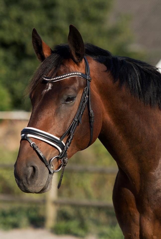 Oldenborg Muhlegårdens Pascal - Fotograf: Foss Foto billede 6