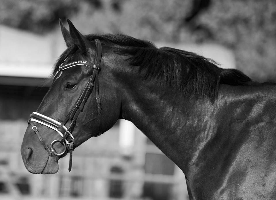 Oldenborg Muhlegårdens Pascal - Pascal som man bedst kender ham.. Rolig og afslappet :-) Fotograf: Foss Foto billede 11