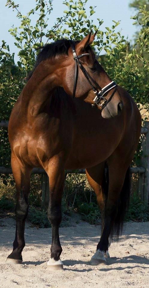 Oldenborg Muhlegårdens Pascal - Fotograf: Foss Foto billede 8