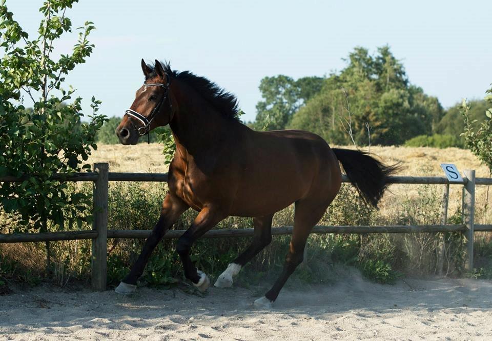 Oldenborg Muhlegårdens Pascal - Fotograf: Foss Foto billede 7