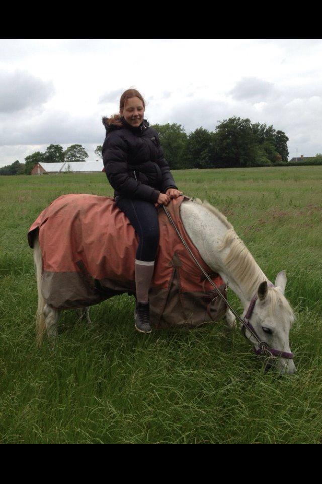 Anden særlig race Søvinds Silvermoon  SOLGT billede 21