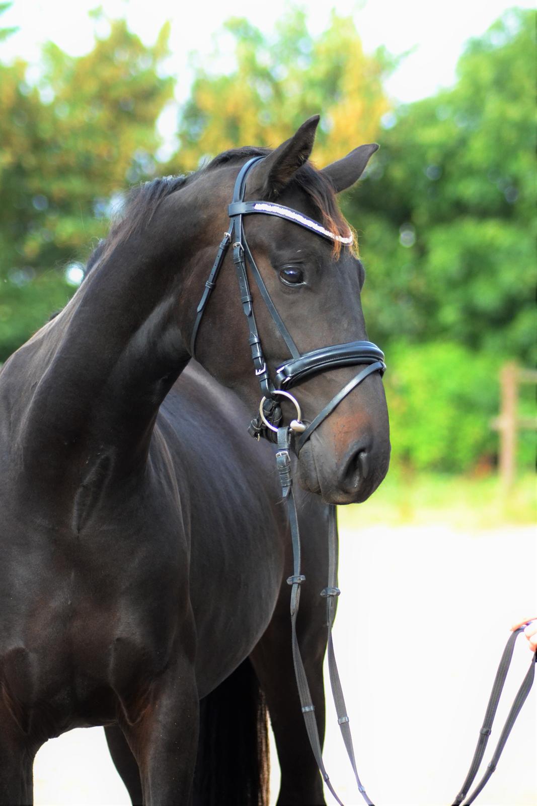 Oldenborg Matinique <3 billede 4