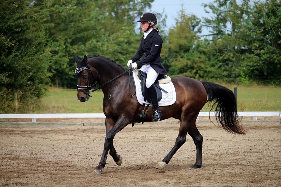 Tysk Sportspony Caruso - min pony! B -pony - Velkommen til Caruso´s galleri. billede 1