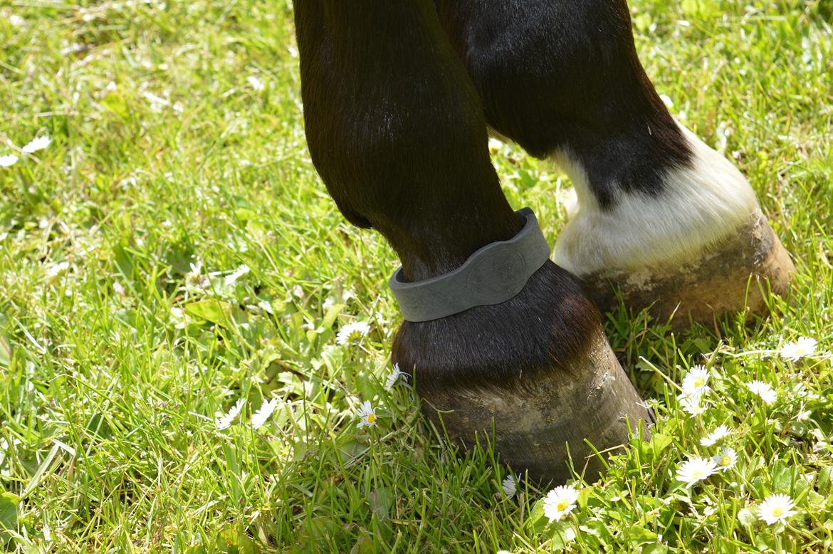 Tysk Sportspony Caruso - min pony! B -pony - Dette horsepower armbånd har forandret Caruso! billede 10