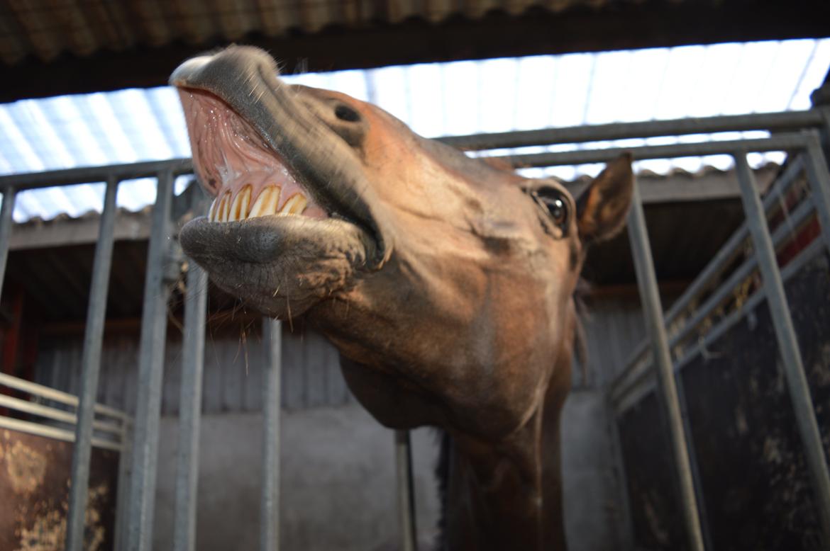 Tysk Sportspony Caruso - min pony! B -pony - charmetrold! billede 4