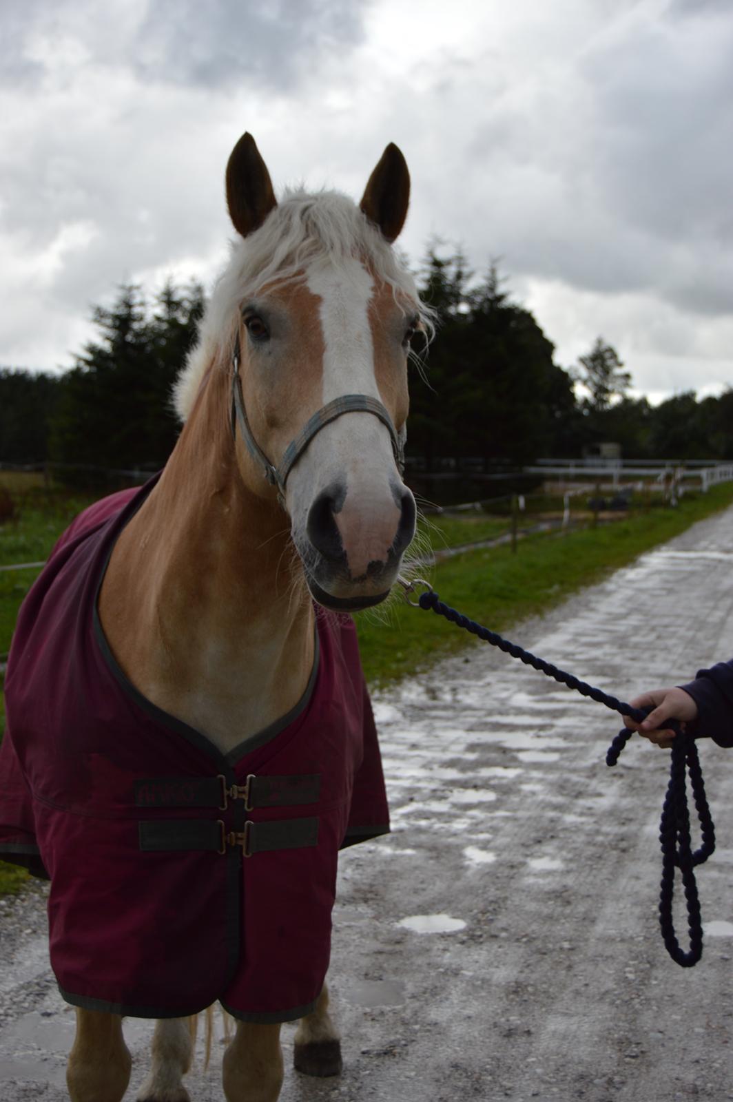 Haflinger Altros van de "kruusdellen" billede 14