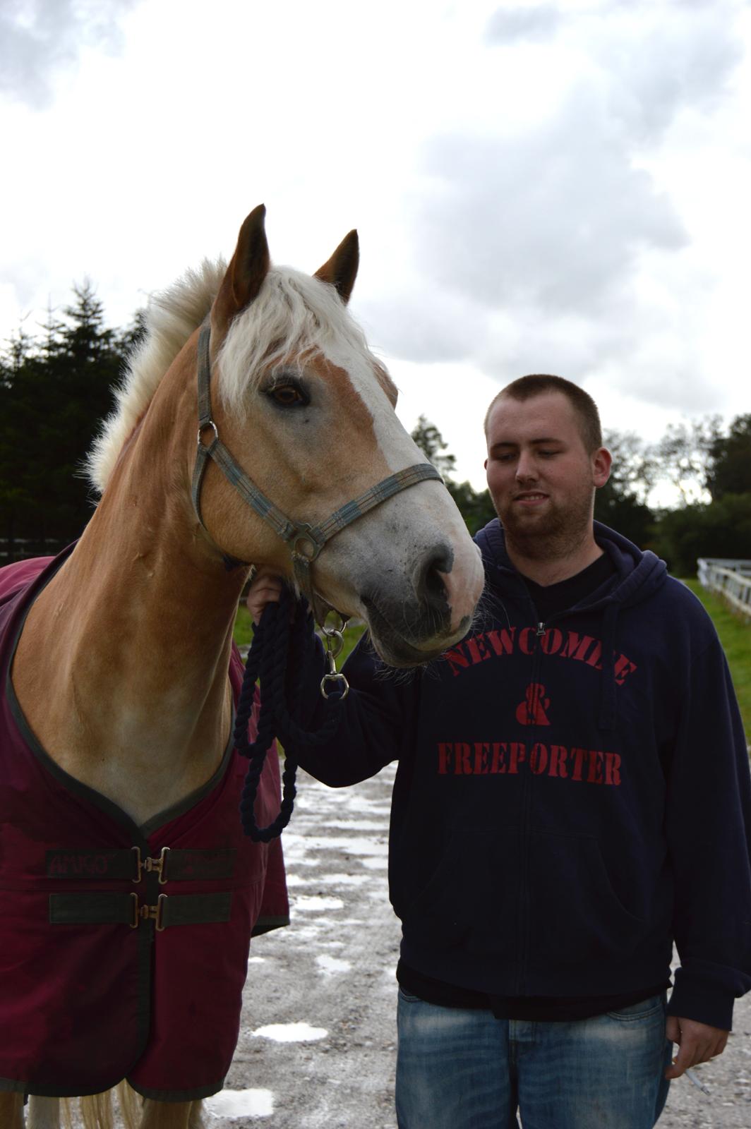 Haflinger Altros van de "kruusdellen" billede 3