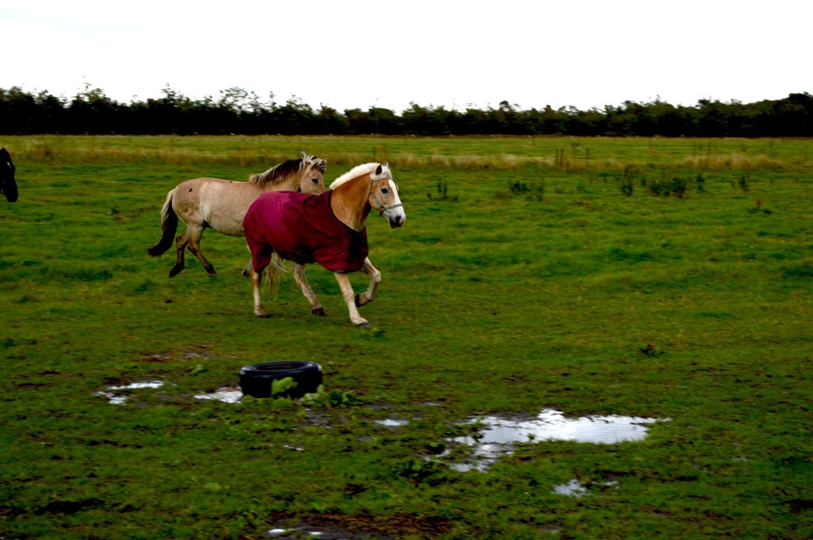 Haflinger Altros van de "kruusdellen" billede 10