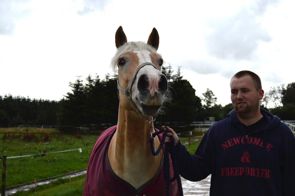 Haflinger Altros van de "kruusdellen" billede 9