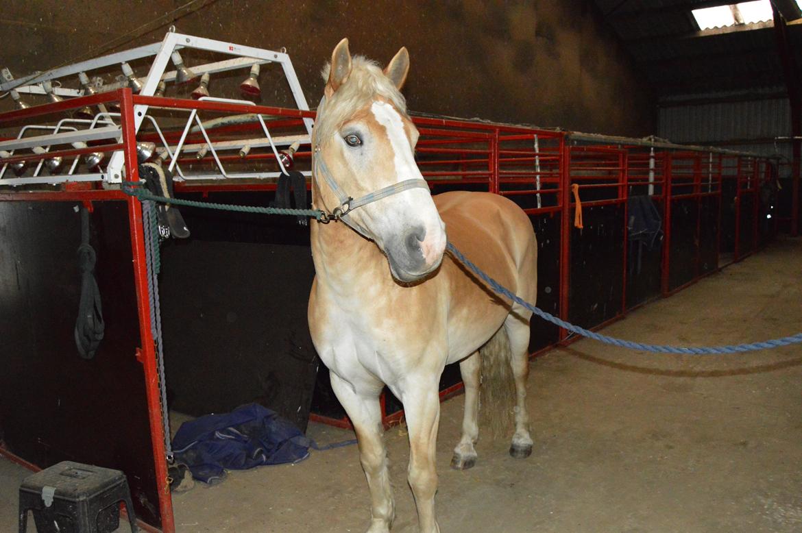 Haflinger Altros van de "kruusdellen" billede 11