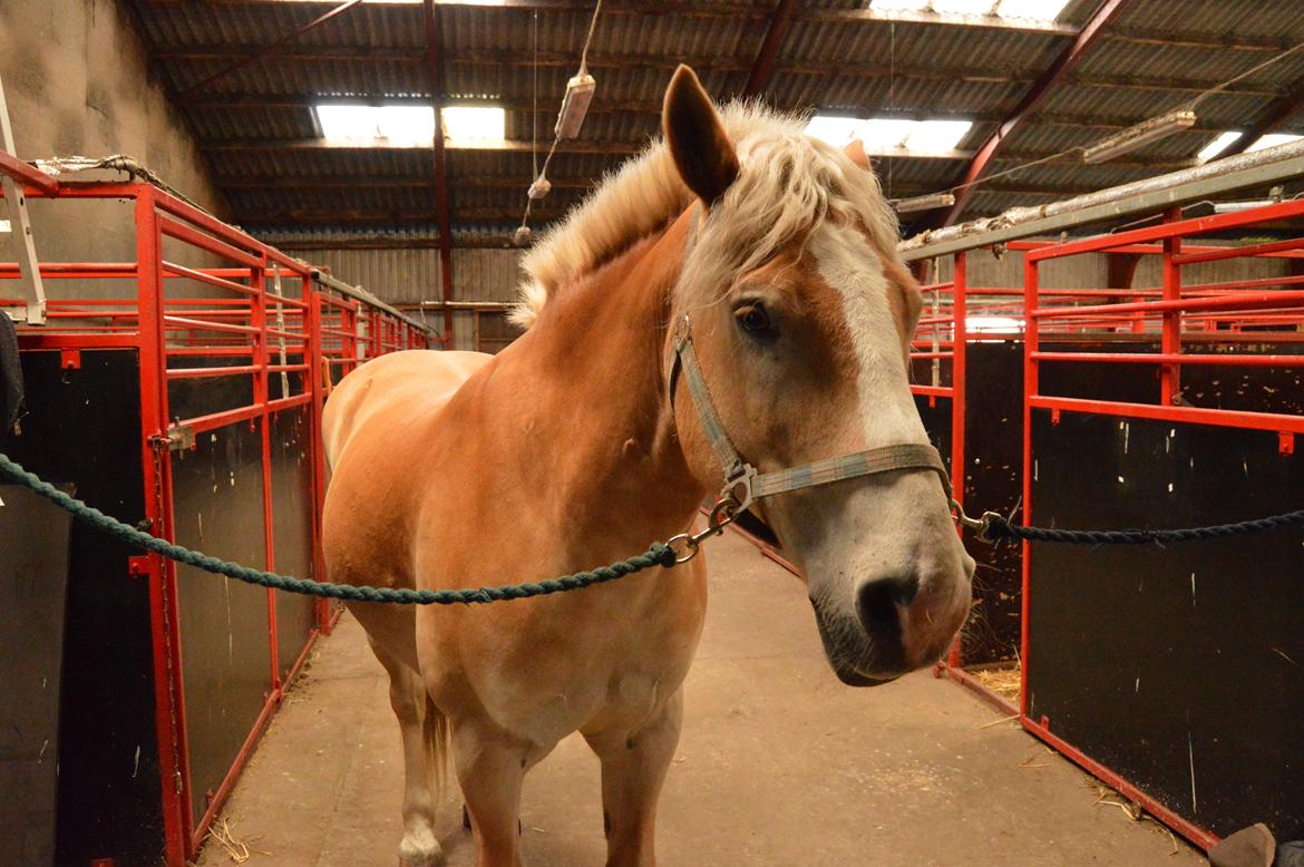 Haflinger Altros van de "kruusdellen" billede 15