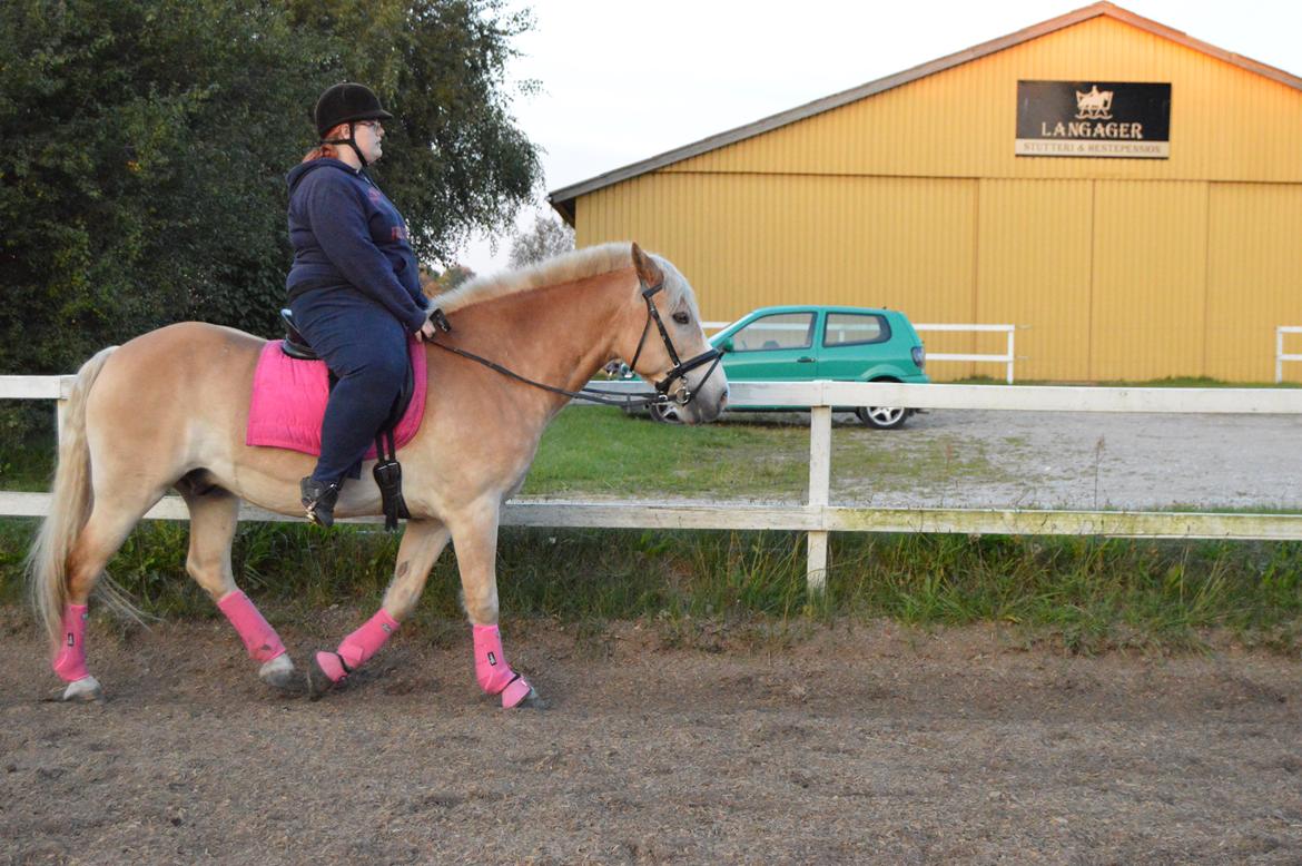 Haflinger Altros van de "kruusdellen" billede 13