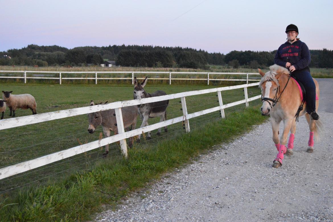 Haflinger Altros van de "kruusdellen" billede 2