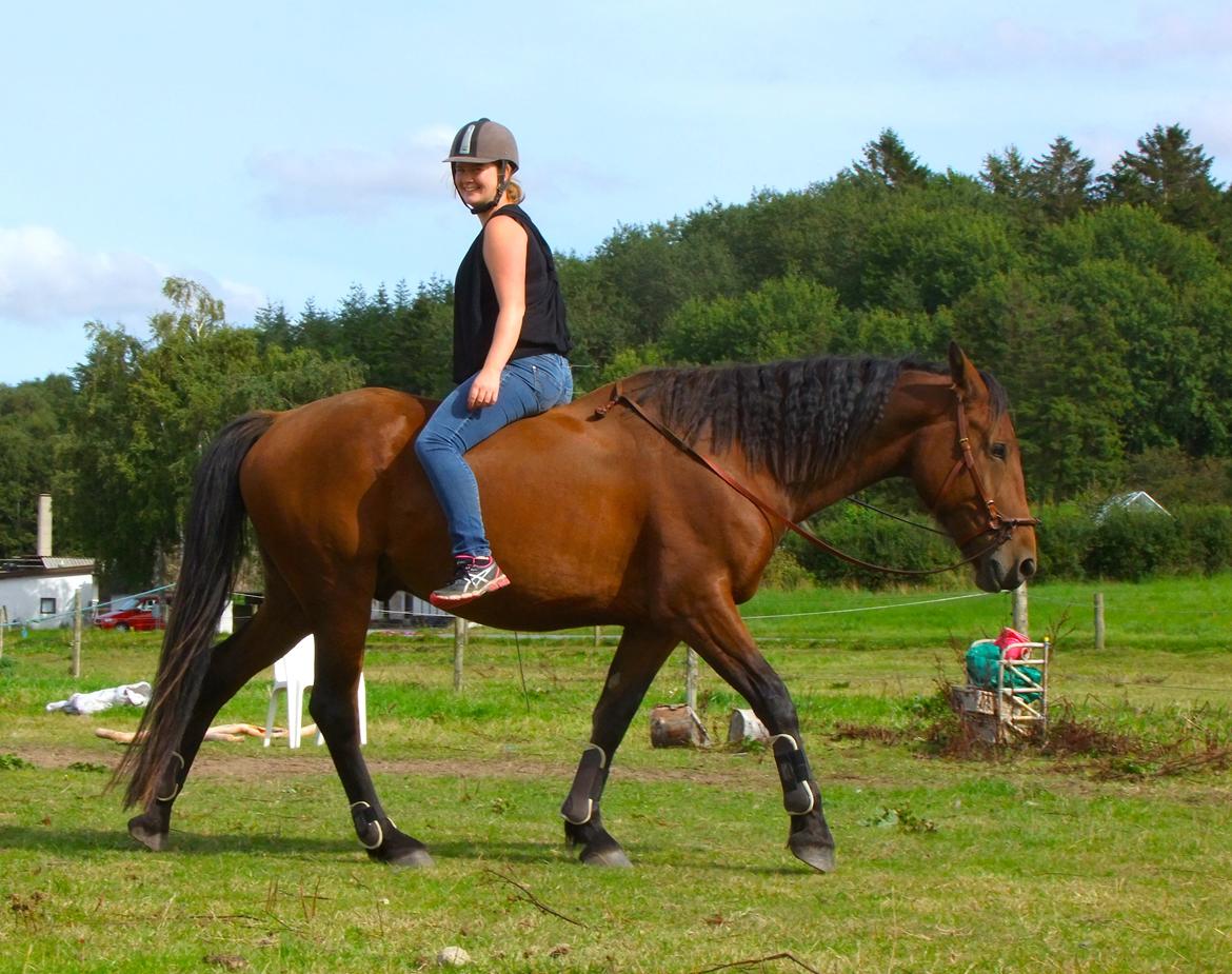 Anden særlig race Mr. Moonwalk | Himmelhest - Tilridning 2015.  billede 11