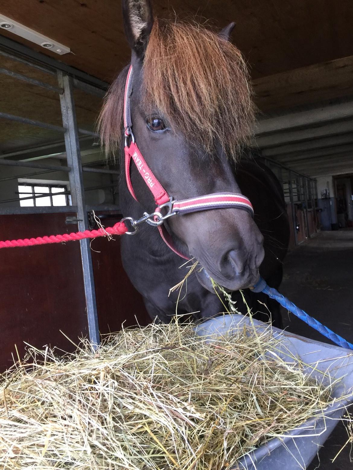 Islænder Gletta fra Puglund  billede 21