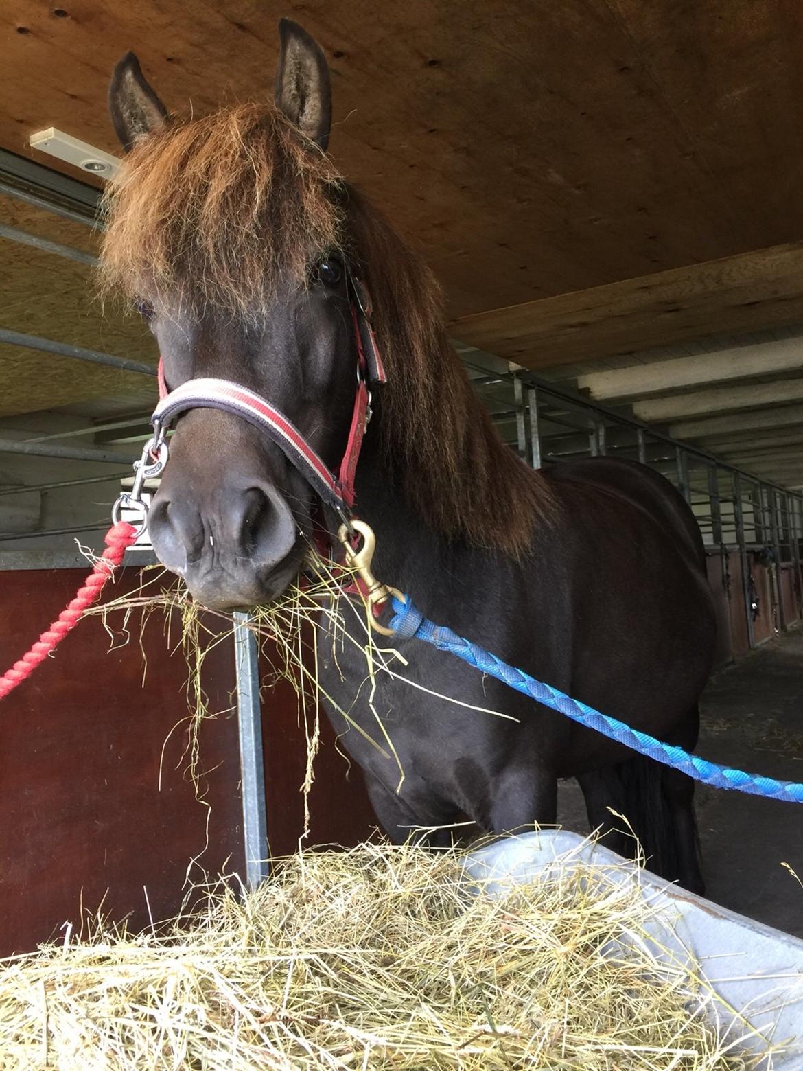 Islænder Gletta fra Puglund  billede 22