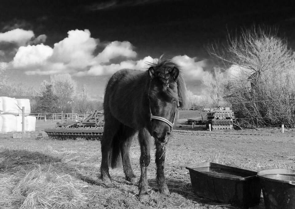 Islænder Gletta fra Puglund  billede 25