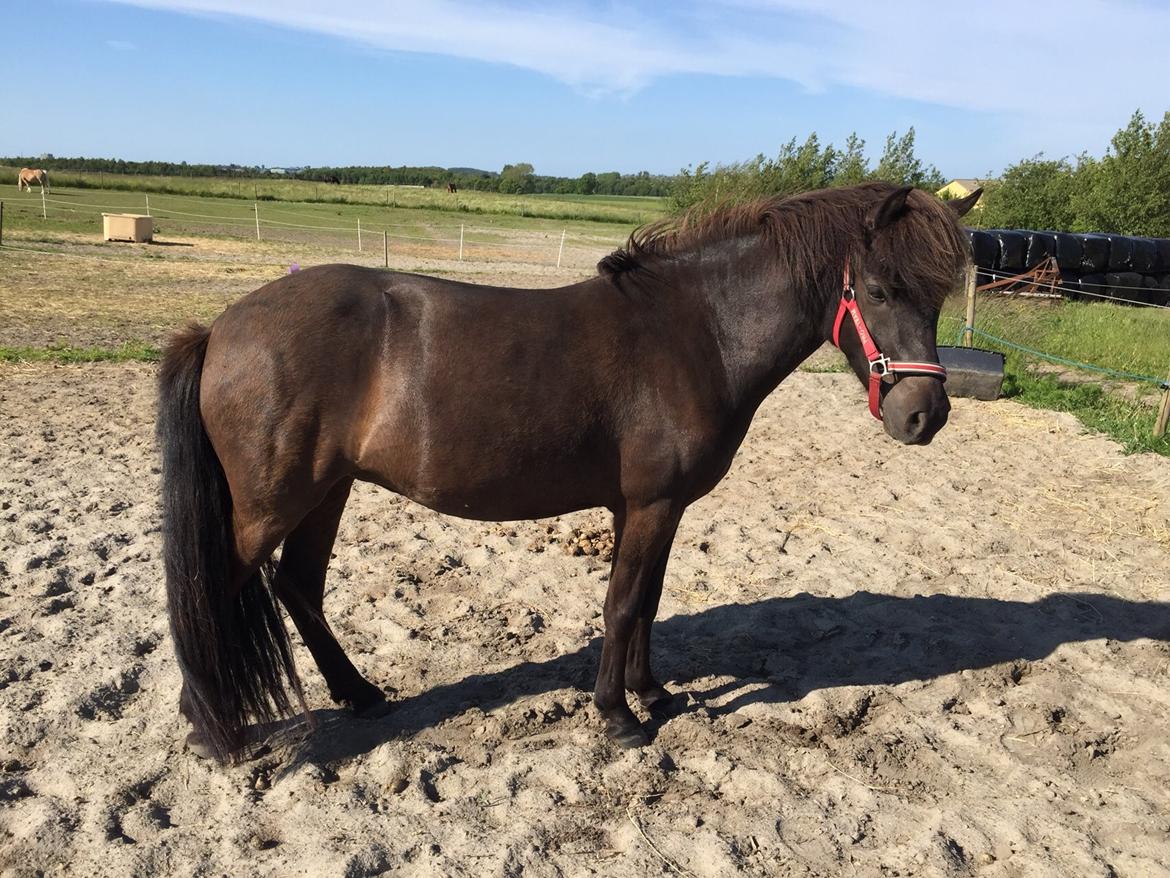 Islænder Gletta fra Puglund  billede 24