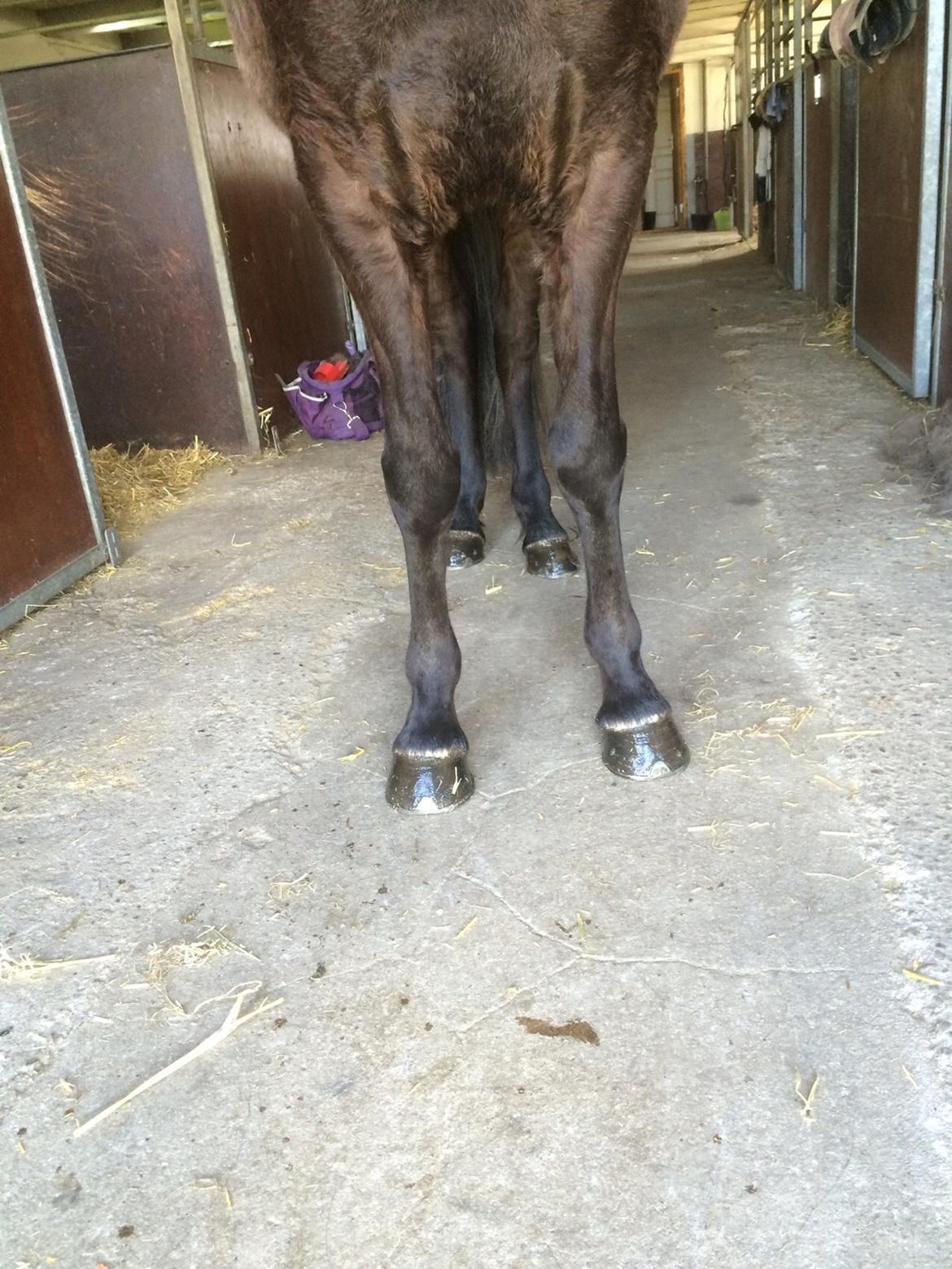 Islænder Gletta fra Puglund  billede 26