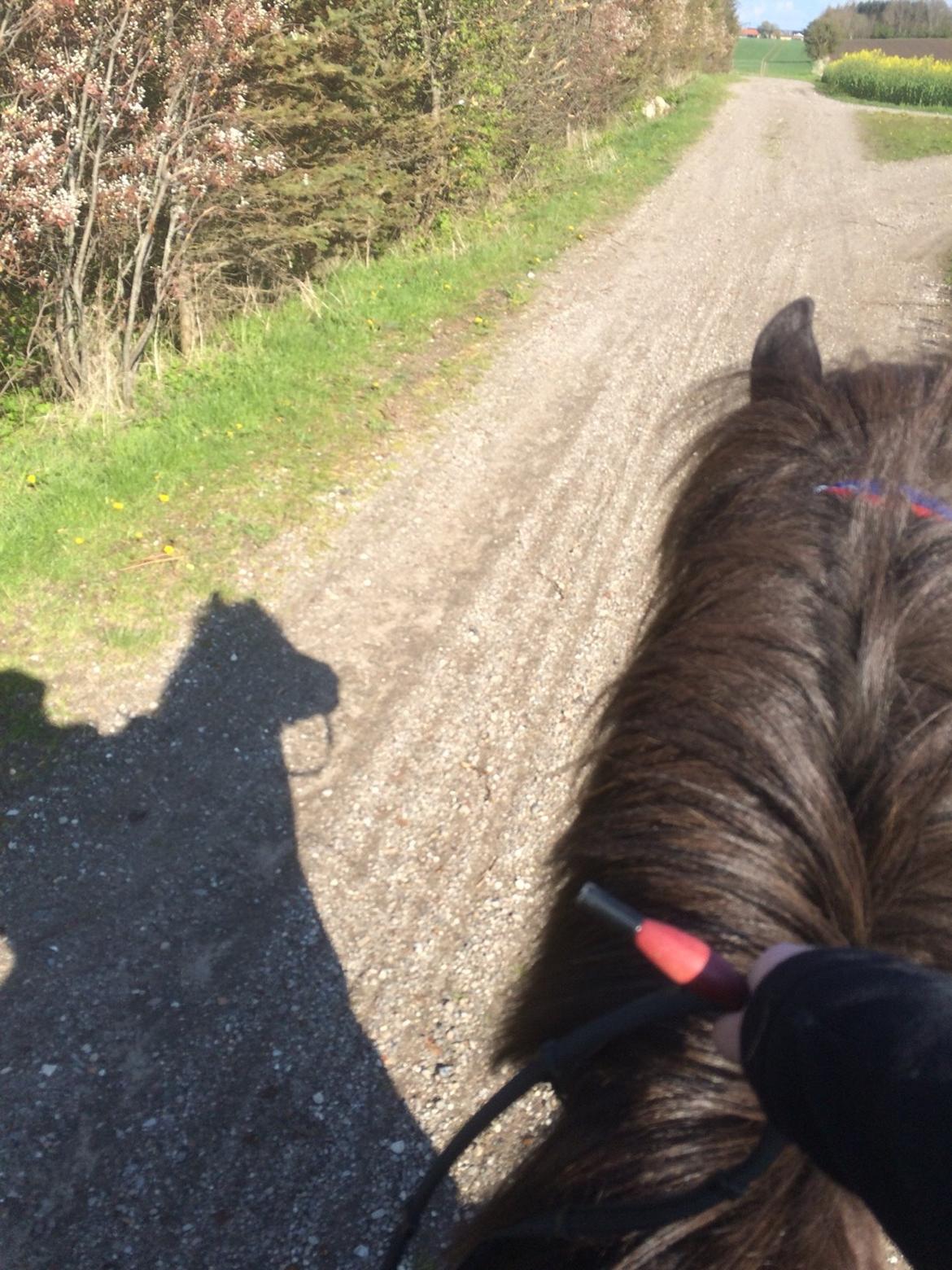 Islænder Gletta fra Puglund  billede 27