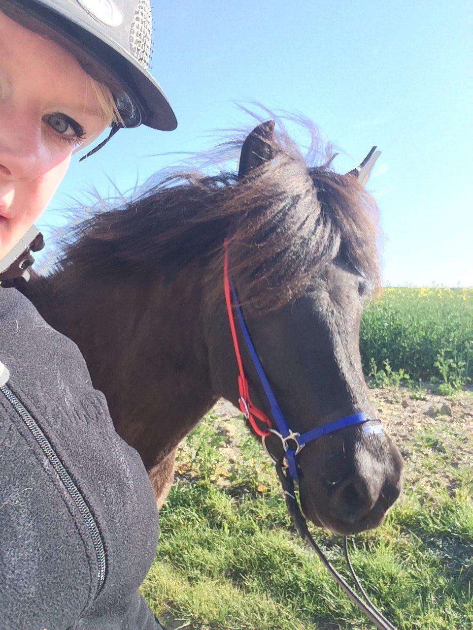 Islænder Gletta fra Puglund  billede 1