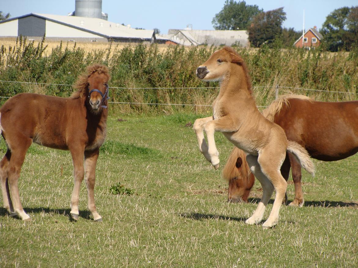 Islænder Gjöf fra Østervang billede 14