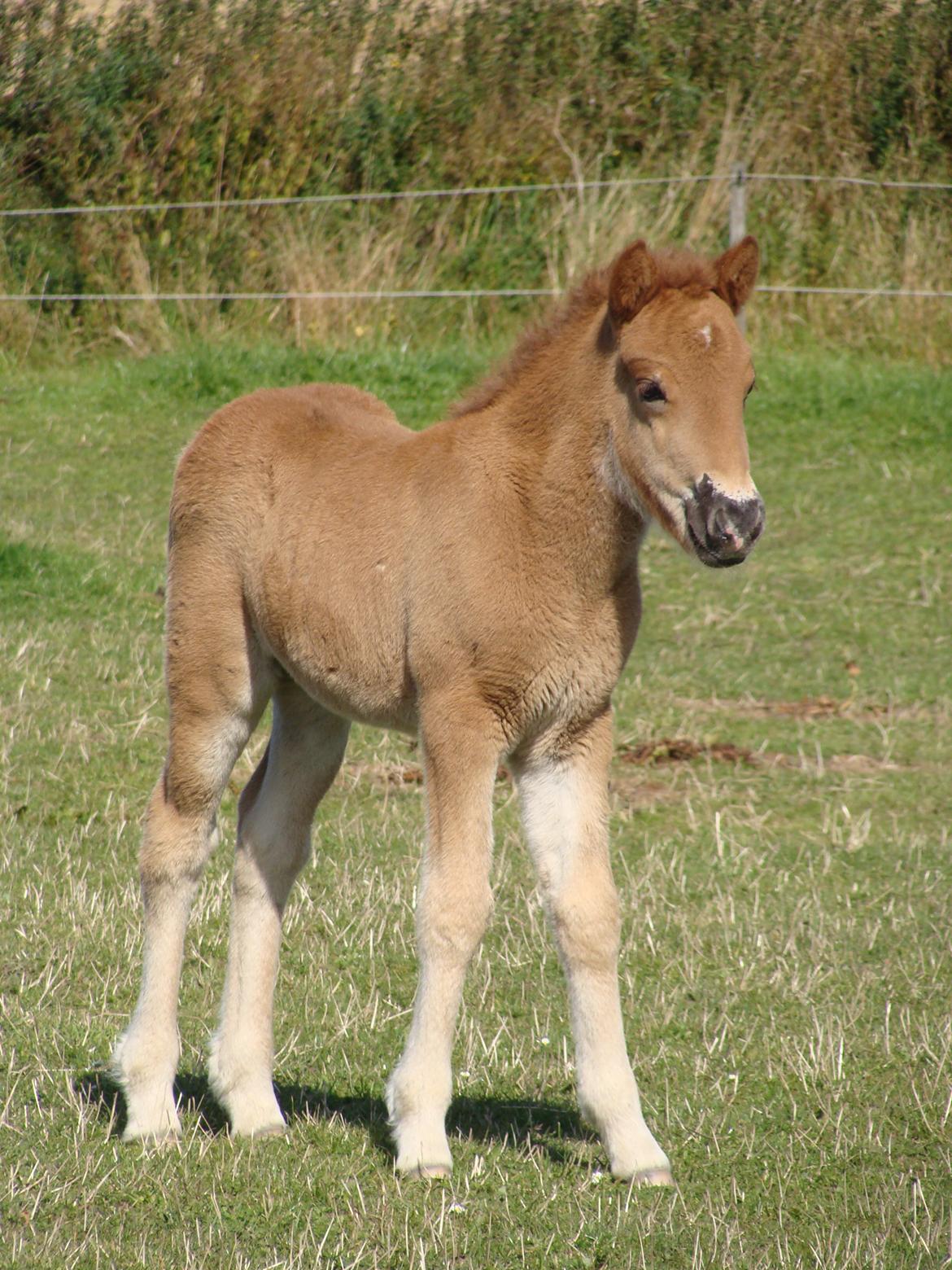 Islænder Gjöf fra Østervang billede 23