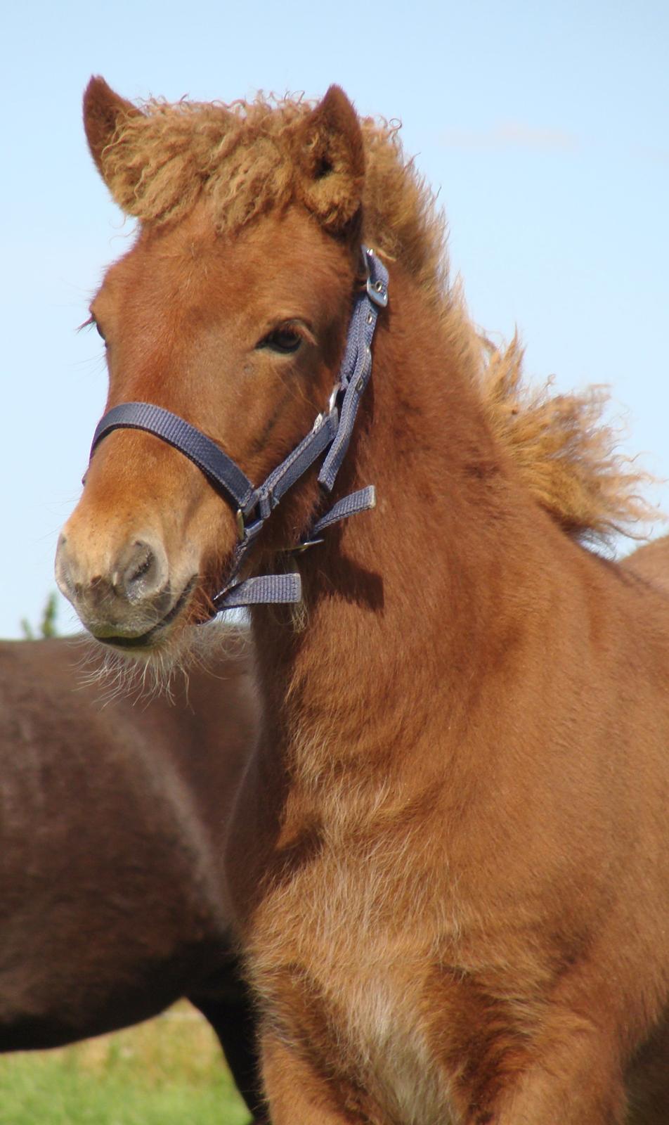 Islænder Litla Saga fra Østervang billede 2
