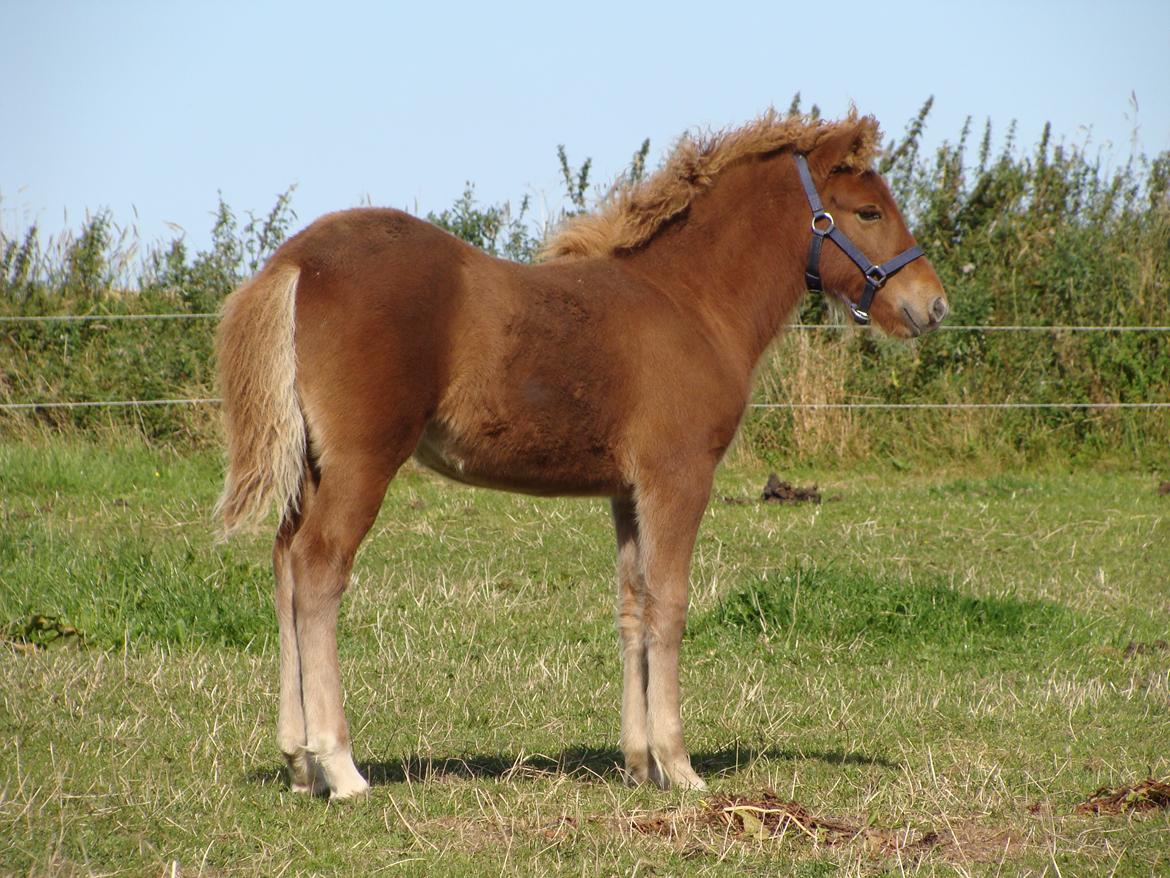 Islænder Litla Saga fra Østervang billede 16