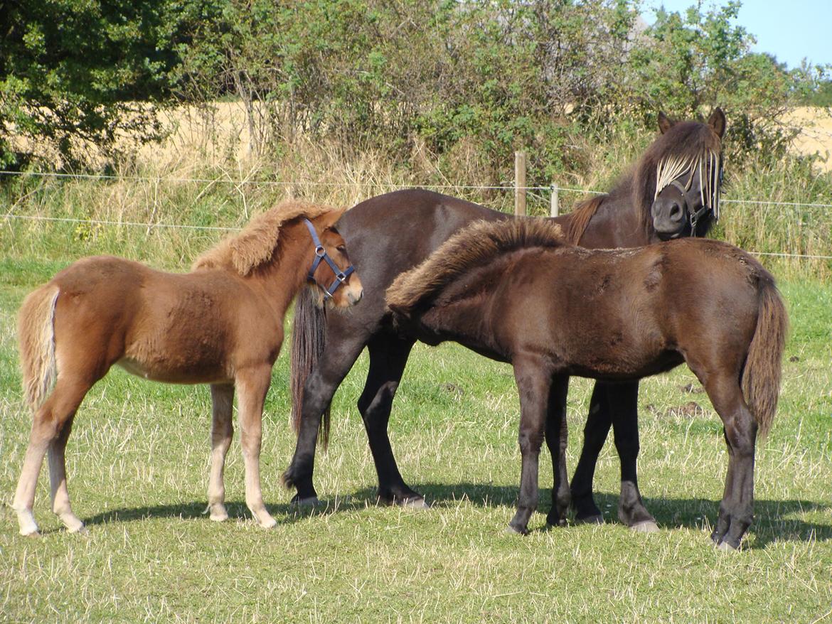 Islænder Litla Saga fra Østervang billede 17