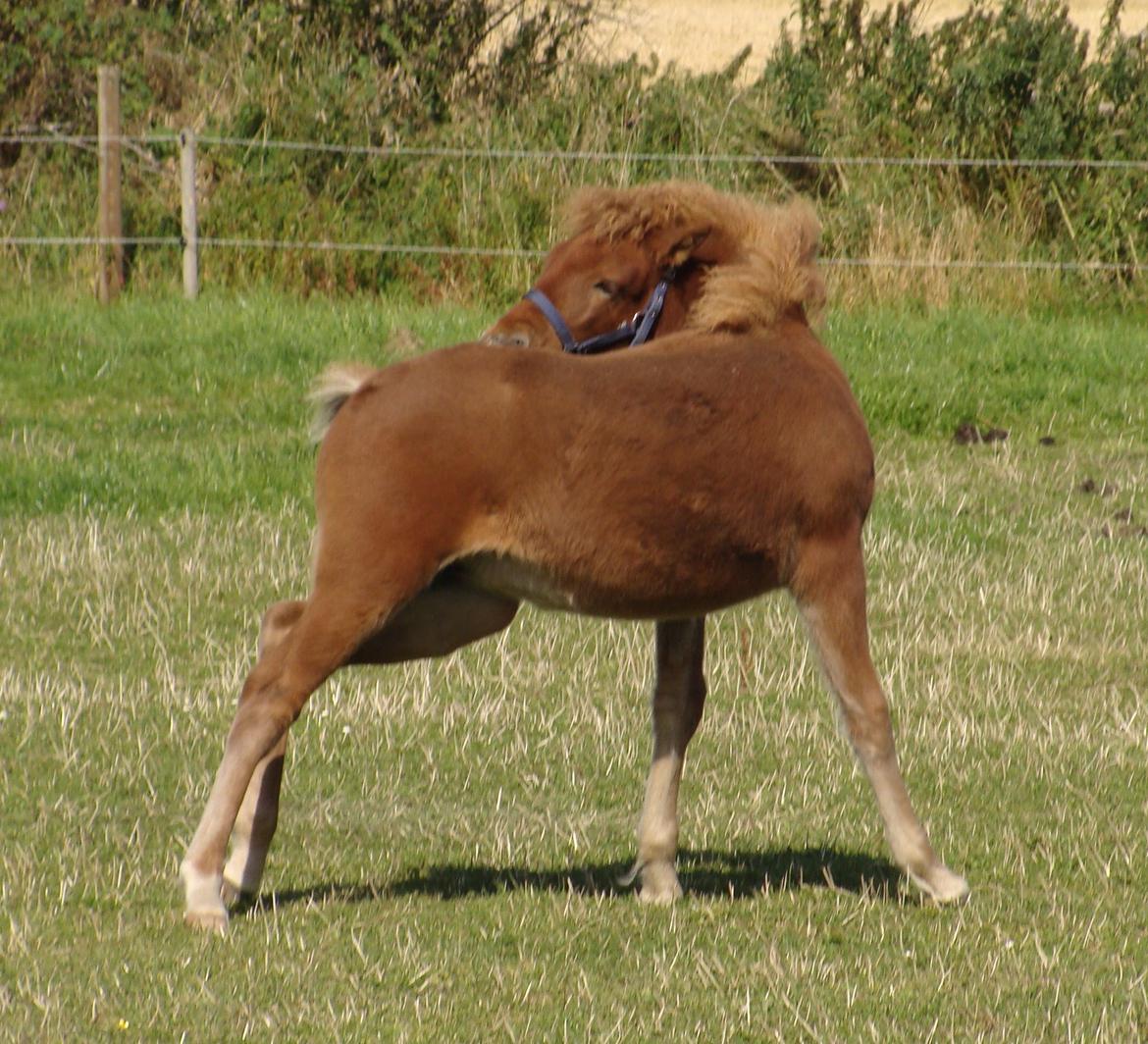Islænder Litla Saga fra Østervang billede 18