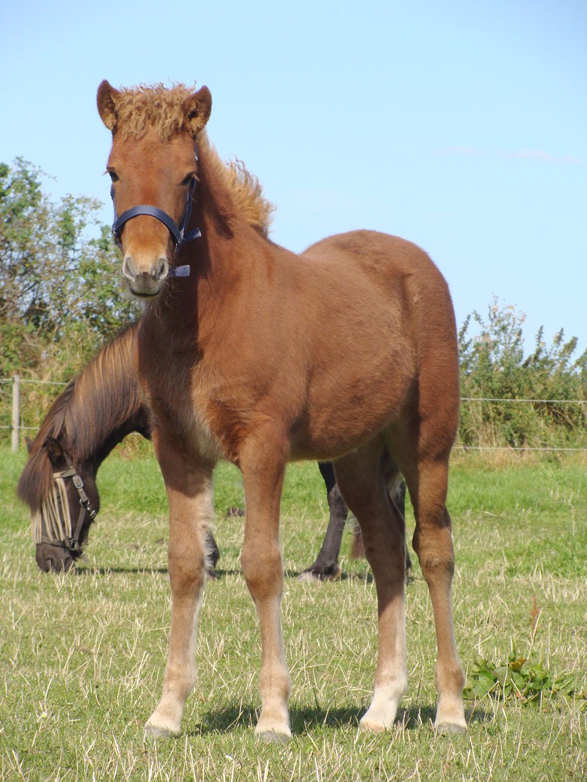 Islænder Litla Saga fra Østervang billede 15