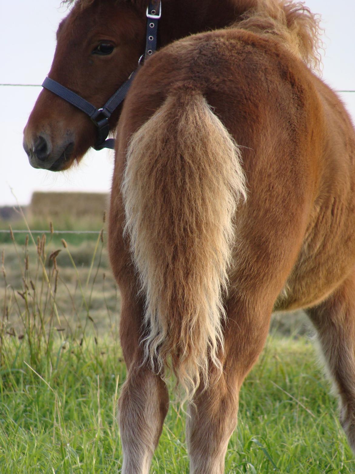 Islænder Litla Saga fra Østervang billede 21