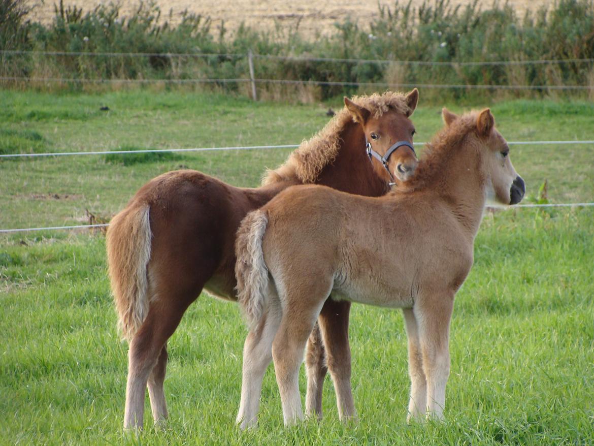 Islænder Litla Saga fra Østervang billede 20
