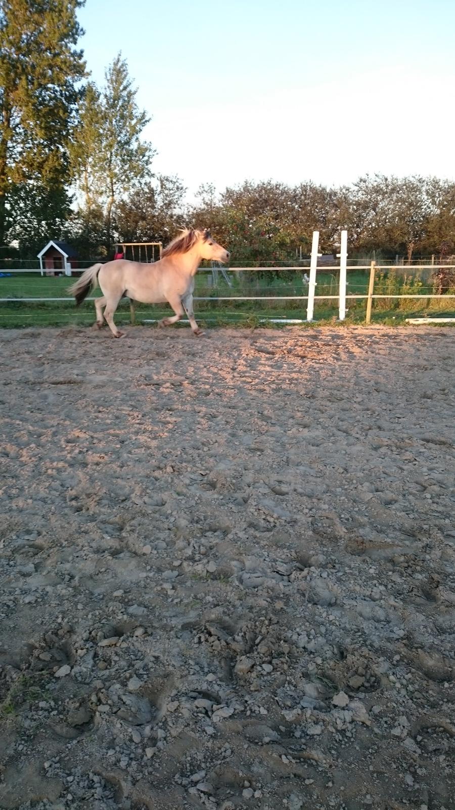 Fjordhest Ronni tidliger hest billede 27