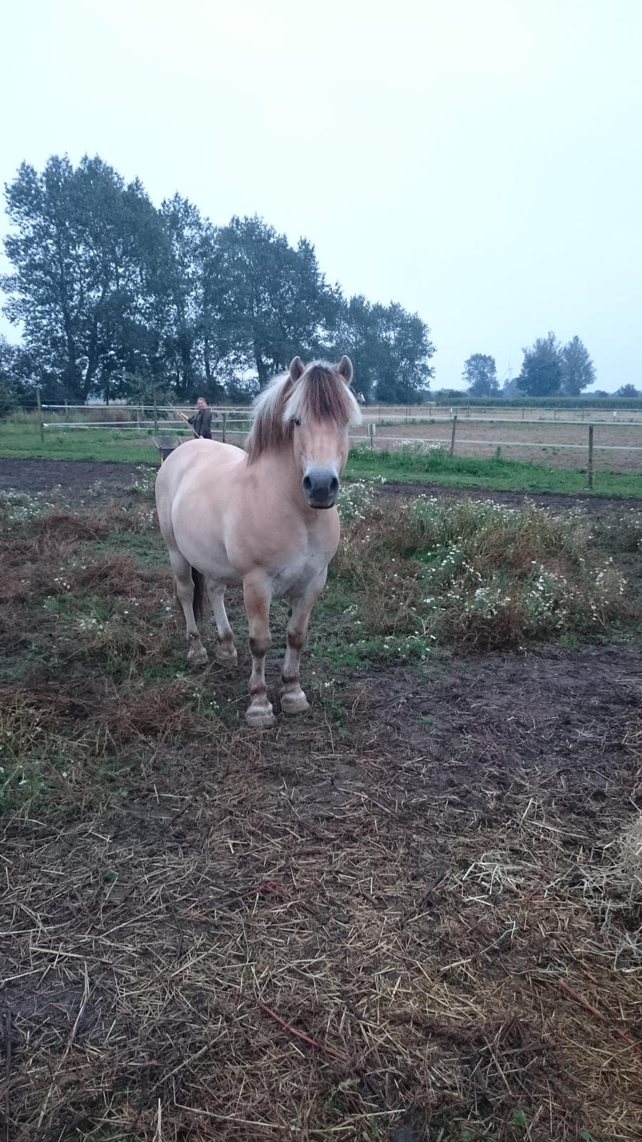 Fjordhest Ronni tidliger hest billede 28