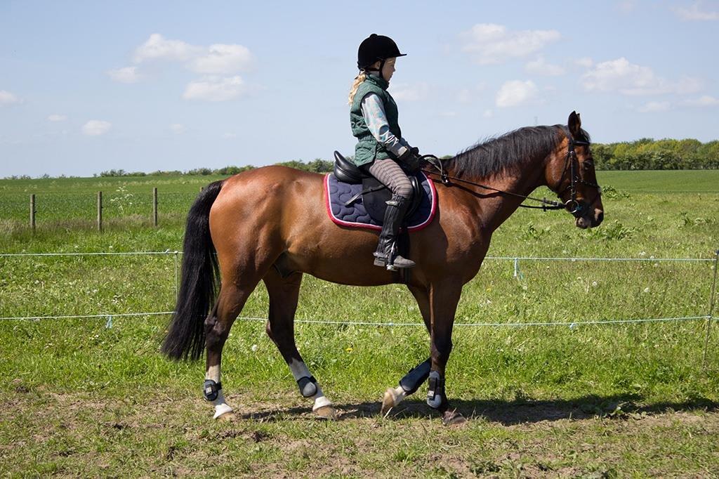 Tysk Sportspony Burghof´s voyager billede 9