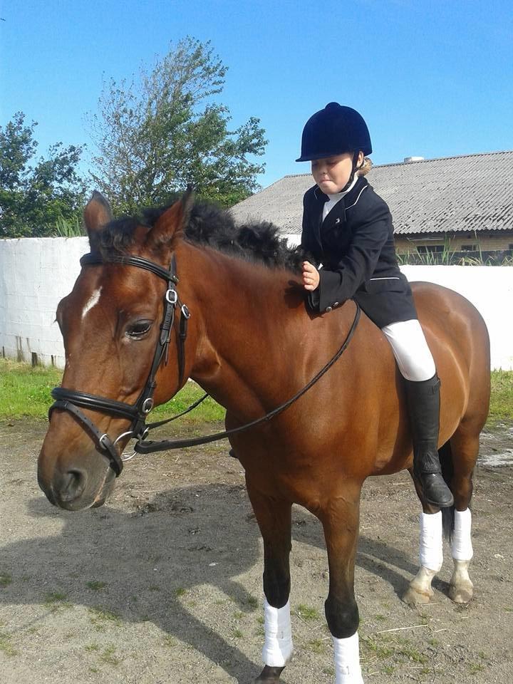 Tysk Sportspony Burghof´s voyager billede 6