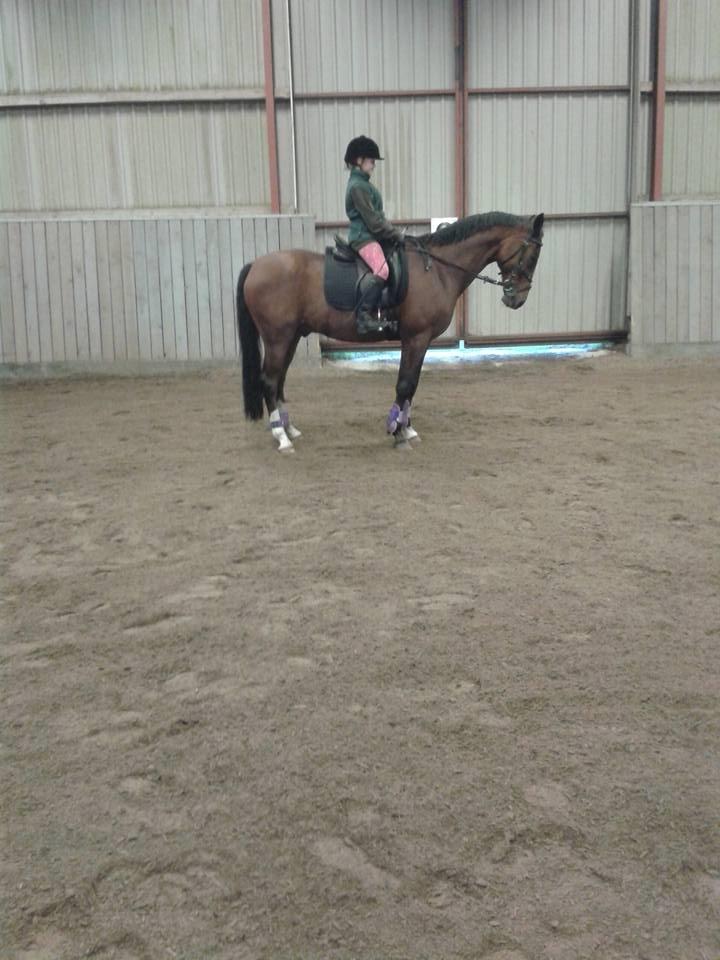 Tysk Sportspony Burghof´s voyager billede 10