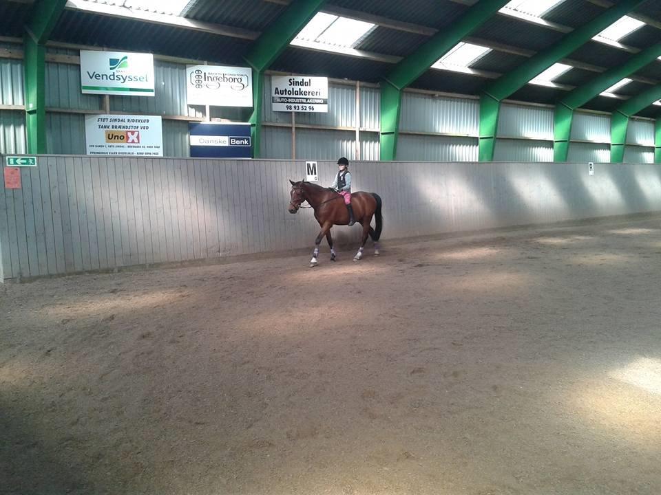 Tysk Sportspony Burghof´s voyager billede 7